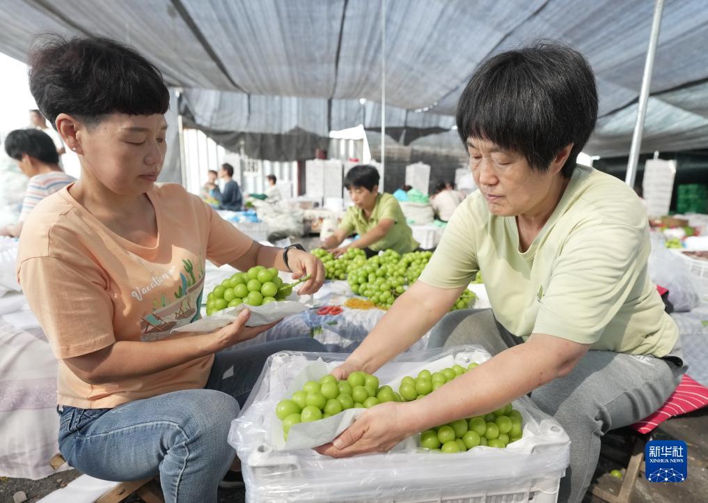 新手机皇冠备网址